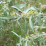 Elaeagnas angustifolia.png